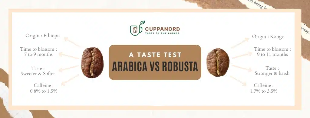 arabica vs robusta